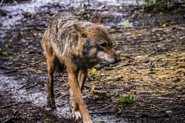 Zdjęcie wiewiórka na skale w lesie