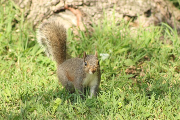 Zdjęcie wiewiórka na trawie