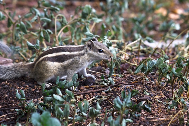 Zdjęcie wiewiórka na ziemi w swoim naturalnym środowisku
