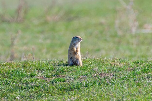 Wiewiórka pospolita, Souslik (Spermophilus citellus) środowisko naturalne