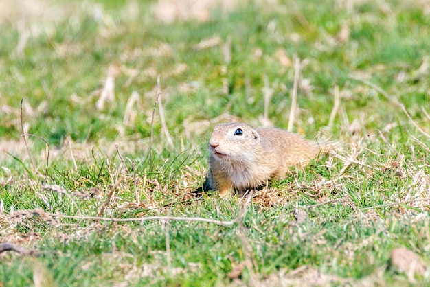 Wiewiórka pospolita, Souslik (Spermophilus citellus) środowisko naturalne