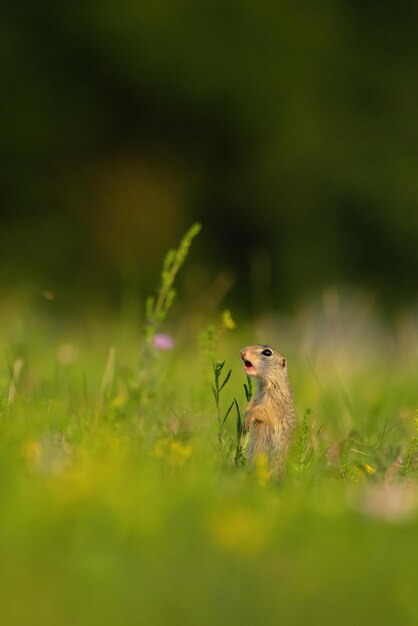 Wiewiórka pospolita Spermophilus citellus w trawie