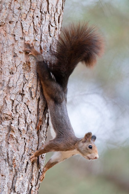 Wiewiórka Ruda Lub Eurazjatycka Wiewiórka Ruda Sciurus Vulgaris Malaga Hiszpania