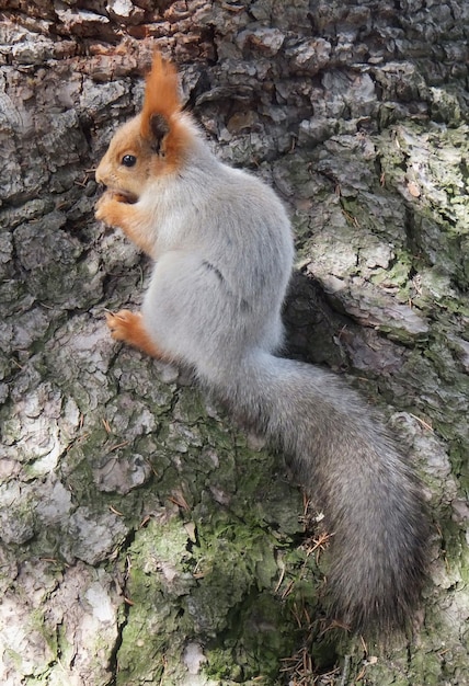 Wiewiórka siedząca na drzewie.