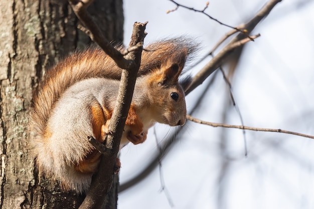 Zdjęcie wiewiórka siedząca na gałęzi w parku