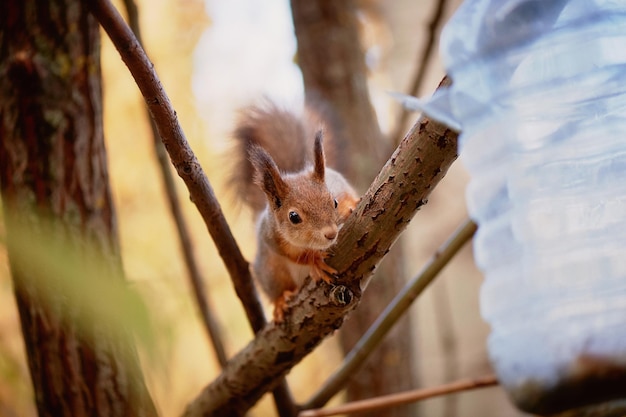 Wiewiórka siedząca na gałęziCity Park Karmienie białkiem w naturze