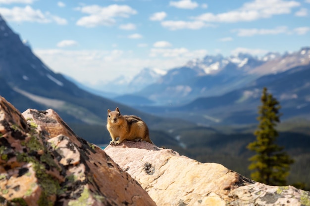 Wiewiórka siedząca na szczycie skały z Canadian Rockies w tle