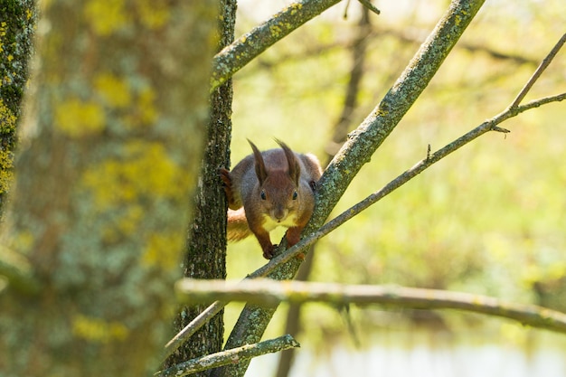 Wiewiórka siedzi na drzewie Selektywne fokus
