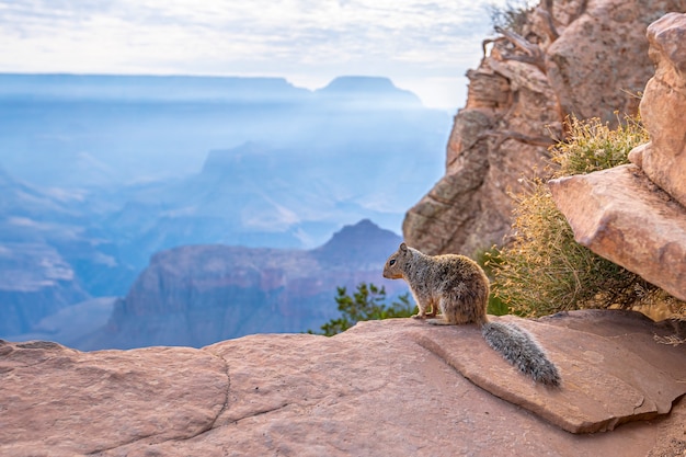 Wiewiórka stojąca w kanionie w South Kaibab Trailhead. Wielki Kanion w Arizonie