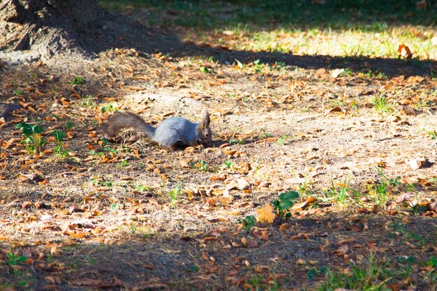 Wiewiórka Szara, Sciurus Carolinensis Na Ziemi W Pobliżu Drzewa. Mały Puszysty Leśny Gryzoń Wśród Szyszek, Wiosna