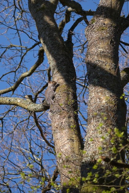 Wiewiórka szara (Sciurus carolinensis) obserwująca z drzewa