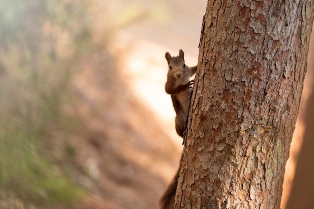 Wiewiórka ukryta na drzewie