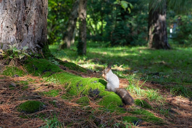 Wiewiórka w letnim parku Wiewiórka w lecie