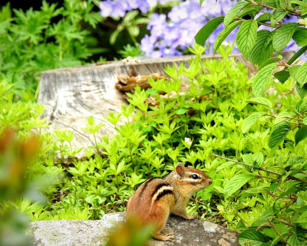 Zdjęcie wiewiórka w ogrodzie