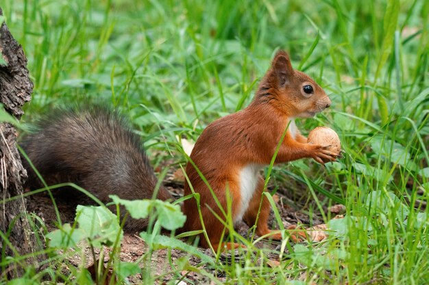 Zdjęcie wiewiórka z nakrętką