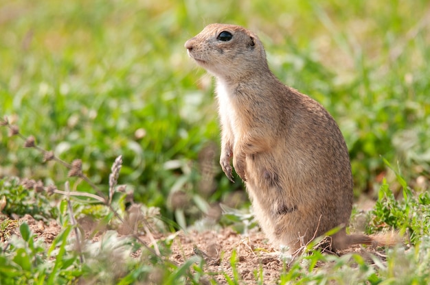 Wiewiórka Ziemna (spermophilus Pygmaeus) Stojąca Na Trawie.