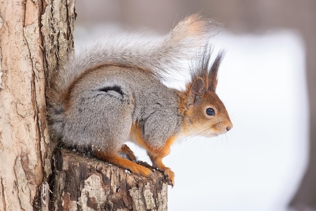 Wiewiórka zimą siedzi na pniu drzewa ze śniegiem Eurazjatycka wiewiórka pospolita Sciurus vulgaris siedząca na gałęzi pokrytej śniegiem zimą