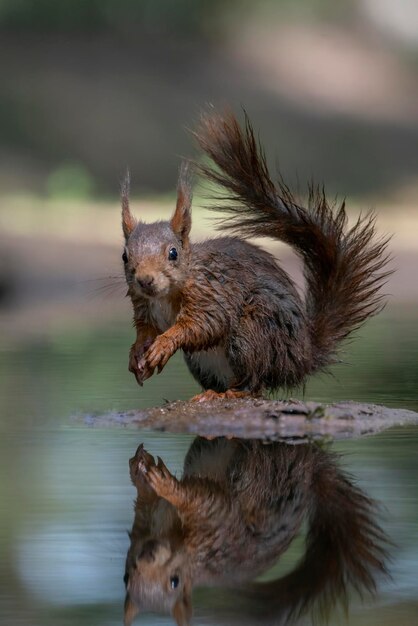 Wiewiórka zwyczajna (Sciurus vulgaris) w lesie. Odbicie w wodzie.