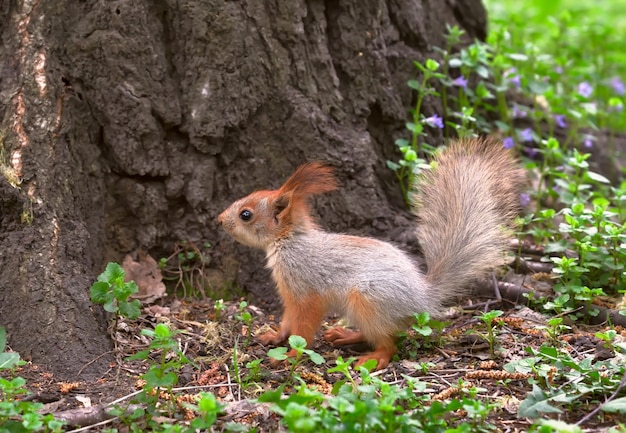 Wiewiórki wiosną na Syberii Młoda wiewiórka schodzi z pnia drzewa