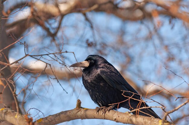 Wieża Corvus frugilegus w zimowej scenerii