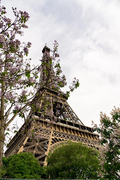 Wieża Effiel otoczona kwitnącymi drzewami wiosną w Paryżu we Francji