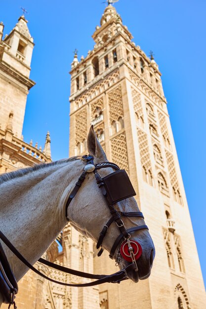 Wieża Giralda Katedry W Sewilli Z Koniem