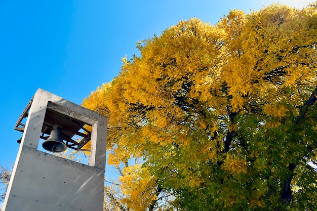 wieża kościelna z brązowym dzwonem i drzewami z żółtymi jesiennymi liśćmi i błękitnym niebem w tle