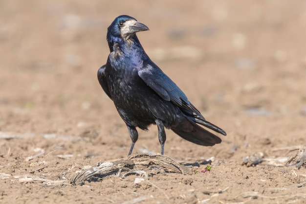 Wieża na polu (Corvus frugilegus)