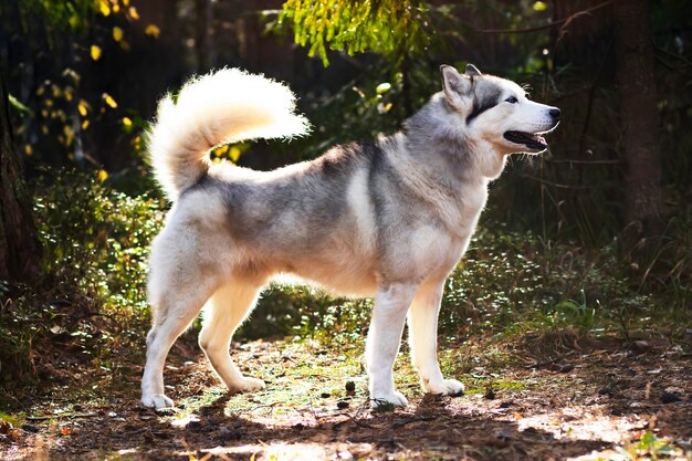 Wilczy Husky, Pełny Wzrost Na Tle Lasu. Kanadyjski, Północny Pies.