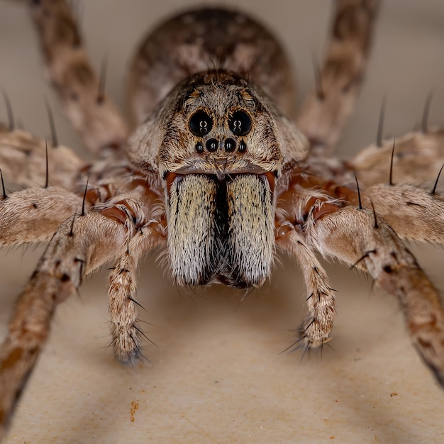 Wilczy Pająk Z Rodziny Lycosidae