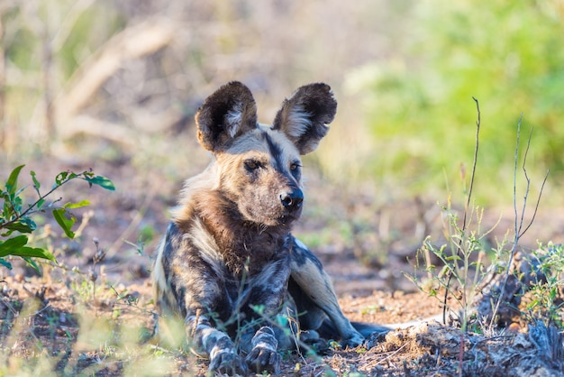 Wild Dog Leżącej W Buszu