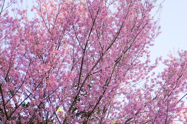 Wild Himalaya Cherry Blossom