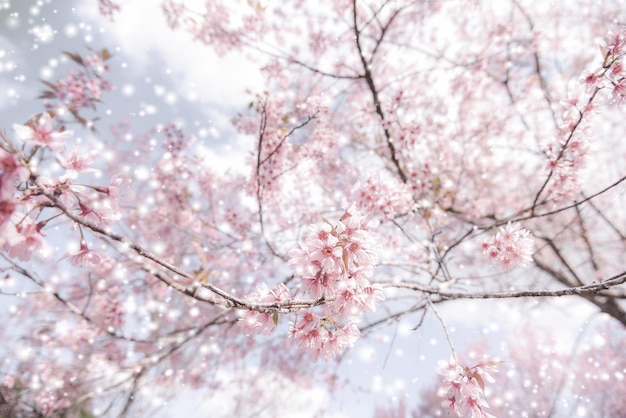 Wild Himalayan Cherry Blossom, piękny różowy kwiat sakura zimą ze śnieżnym krajobrazem