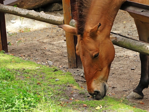 Wild Horse Equus przewalskii caballus Equus ferus przewalskii