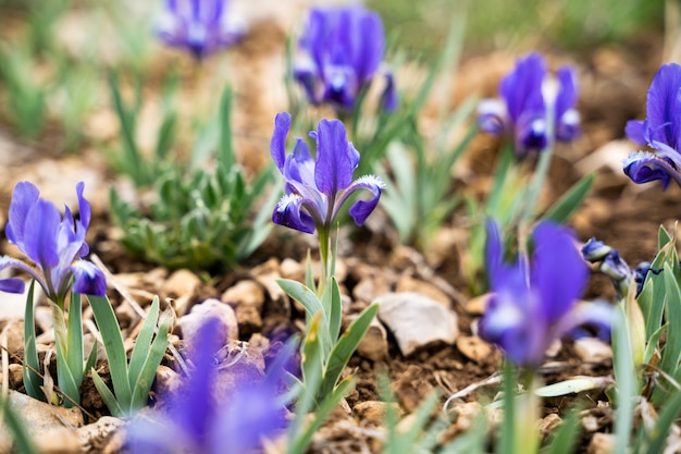 Wild Iris - selektywna ostrość, kopia przestrzeń.