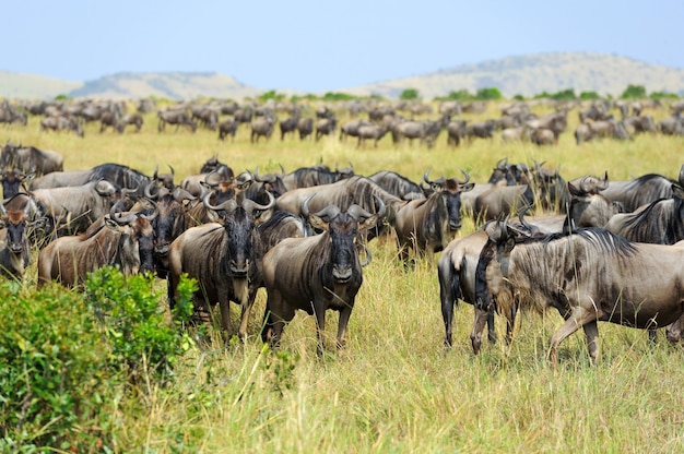 Wildebeest na sawannie, Park Narodowy Kenii, Afryka