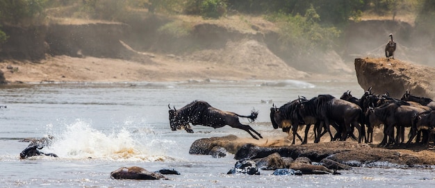 Wildebeest skaczący do rzeki Mara. Wielka migracja. Kenia. Tanzania. Park Narodowy Masai Mara.