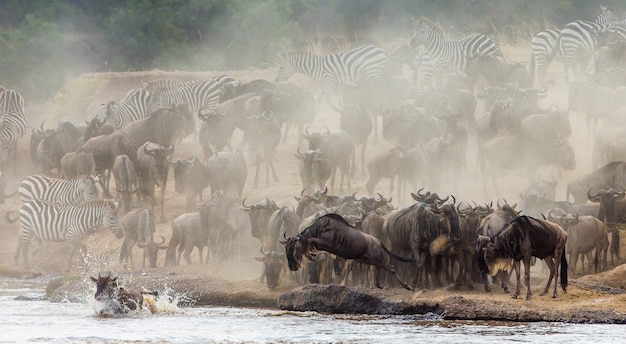 Wildebeest skaczący do rzeki Mara. Wielka migracja. Kenia. Tanzania. Park Narodowy Masai Mara.