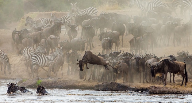 Wildebeest Skaczący Do Rzeki Mara. Wielka Migracja. Kenia. Tanzania. Park Narodowy Masai Mara.