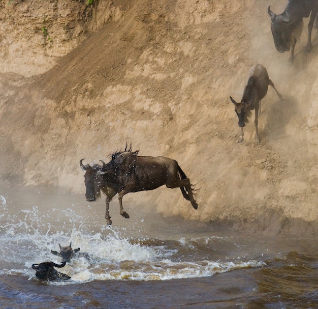 Wildebeest Skaczący Do Rzeki Mara