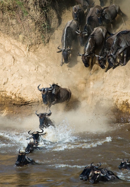 Wildebeest skaczący do rzeki Mara