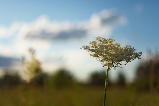 Wilderneaa Piękne dzikie kwiaty