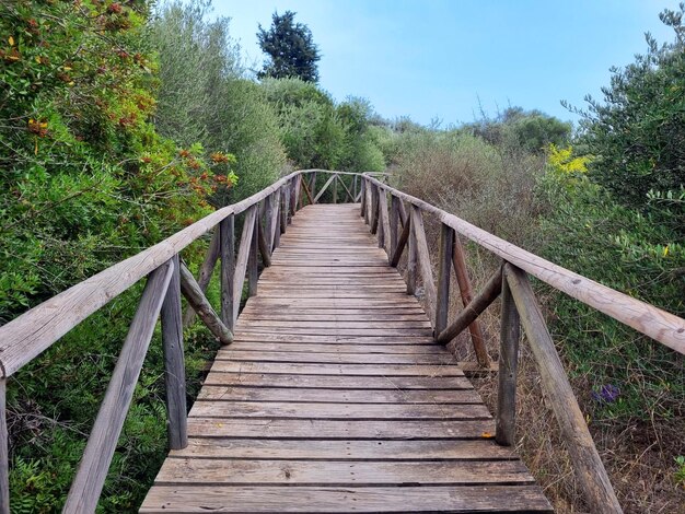 Zdjęcie wilderness skywalk embrace natures heights