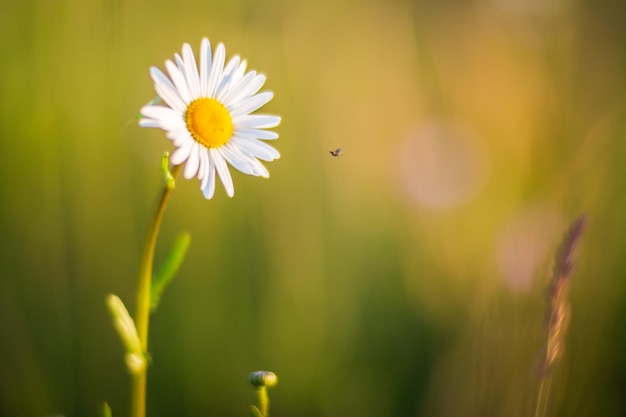 Wildflower przeznaczone do walki radioelektronicznej w słoneczny dzień na letniej łące Piękny naturalny krajobraz wiejski z rozmytym tłem dla projektowania i projektów o charakterze naturethemed