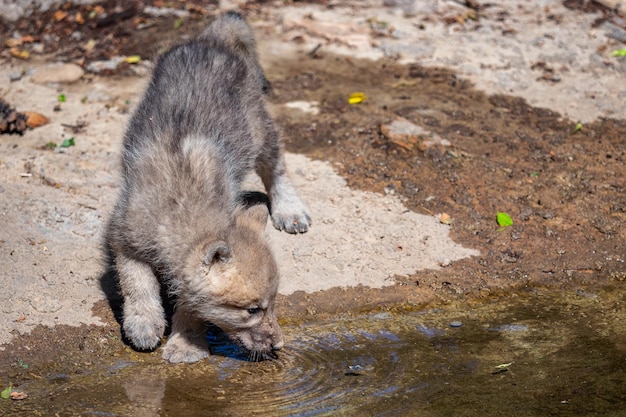 Wilk Arktyczny Pije Wodę Canis Lupus Arctos