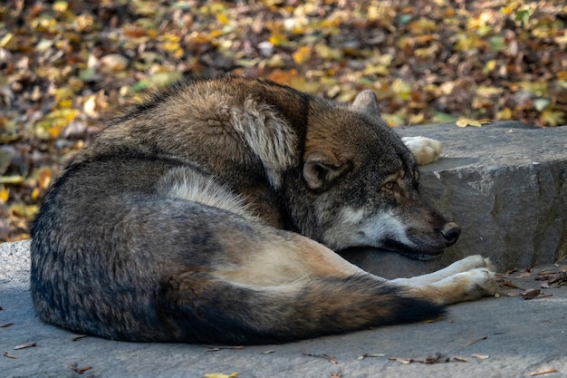 Wilk Europejski Canis Lupus Lupus Kłamie I Odpoczywa