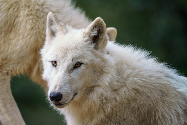 Wilk Polarny Canis Lupus Arctos Znany Również Jako Biały Wilk Lub Wilk Polarny