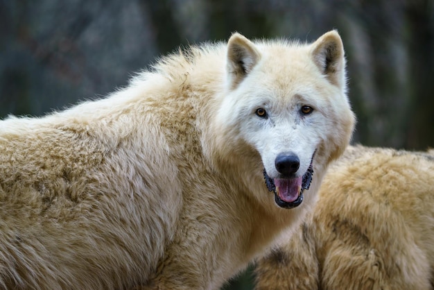 Wilk polarny Canis lupus arctos znany również jako biały wilk lub wilk polarny