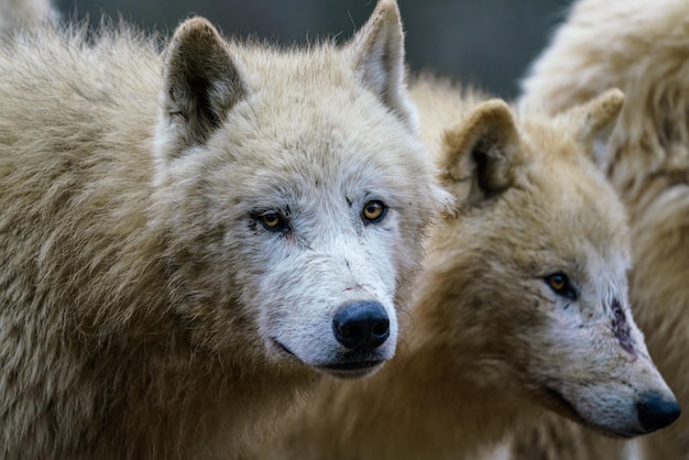 Wilk polarny Canis lupus arctos znany również jako biały wilk lub wilk polarny