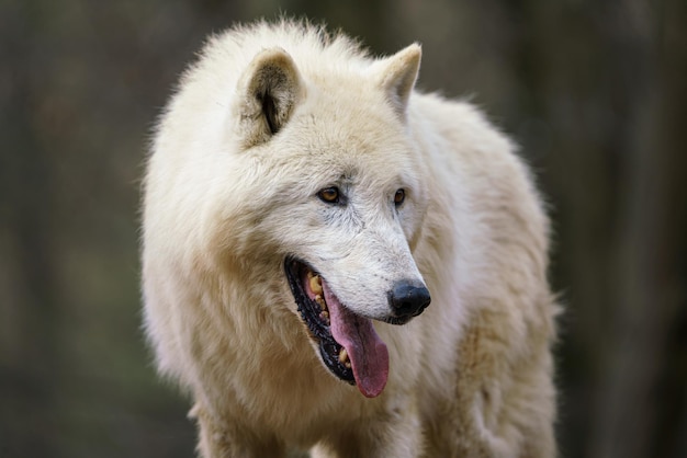 Wilk polarny Canis lupus arctos znany również jako biały wilk lub wilk polarny